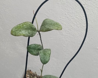 Hoya sigillatis AH001 sp. Borneo high splash, Rare uncommon Splash Hoya plant, Rare small leaf Hoya plant