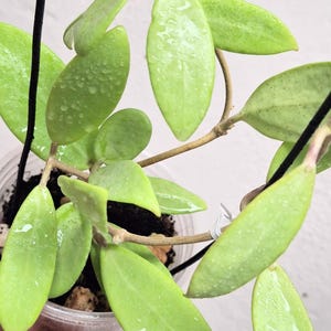 Hoya &#39;Silver Lady&#39; xiaojie-003 full silver small leaves Hoya plant, rare uncommon Hoya &#39;Silver Lady&#39; dy (xiaojie-003)