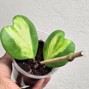 Hoya kerrii inner variegated established plant, Variegated Hoya kerrii  rare sweetheart plant,Lucky Heart rare  Valentine&#39;s Hoya plant
