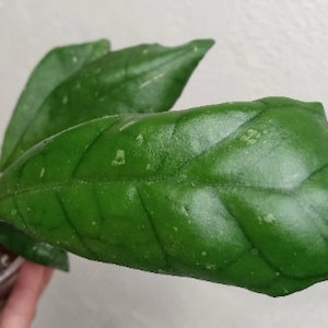 Hoya finlaysonii EPC-318 wide shape leaves 3.5 pot rarely offered, Rare Hoya EPC 318 Dark green veiny leaves splash uncommon established image 3