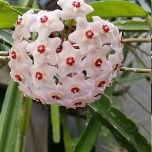 Hoya Carnosa 2 cuttings 2 nodes each, 2 stems with 2 nodes each cutting Hoya carnosa fresh cuttings unrooted