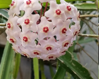 Hoya Carnosa 2 cuttings 2 nodes each, 2 stems with 2 nodes each cutting Hoya carnosa fresh cuttings unrooted