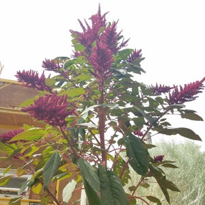 200 Giant Purple Amaranth seeds, Amaranthus hypochondriacus Giant Purple',Giant Purple Edible plant seeds afbeelding 6