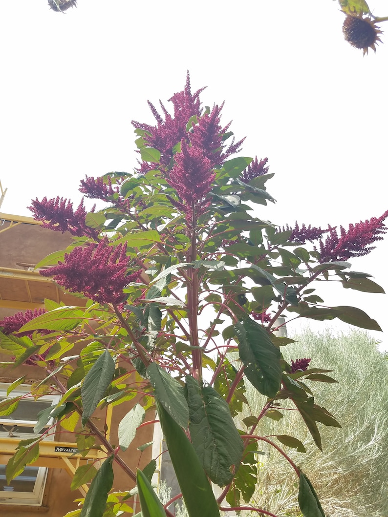 200 Giant Purple Amaranth seeds, Amaranthus hypochondriacus Giant Purple',Giant Purple Edible plant seeds afbeelding 6