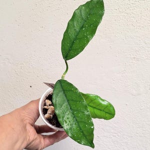 Hoya globulosa fully rooted established plant actively growing, Sunnyjenni, Rare uncommon Hoya plant