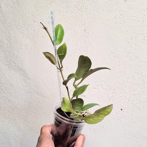 Hoya cv. Sunrise full plant, Sunnyjenni Hoya,Rare Hoya plants, Rare uncommon red leaves when sun stressed Hoya plant