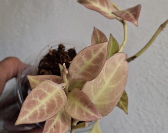 Hoya cv. Sunrise rooted plant with peduncle, Sunnyjenni Hoya,Rare Hoya plants, Rare uncommon red leaves when sun stressed Hoya plant