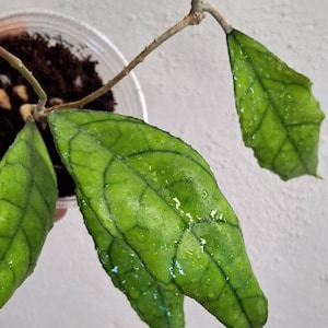 Hoya Limbang finlaysonii from Limbang fully rooted plant, Sunnyjenni Hoya, Rare uncommon large wavy splashy leaves Hoya wax plant