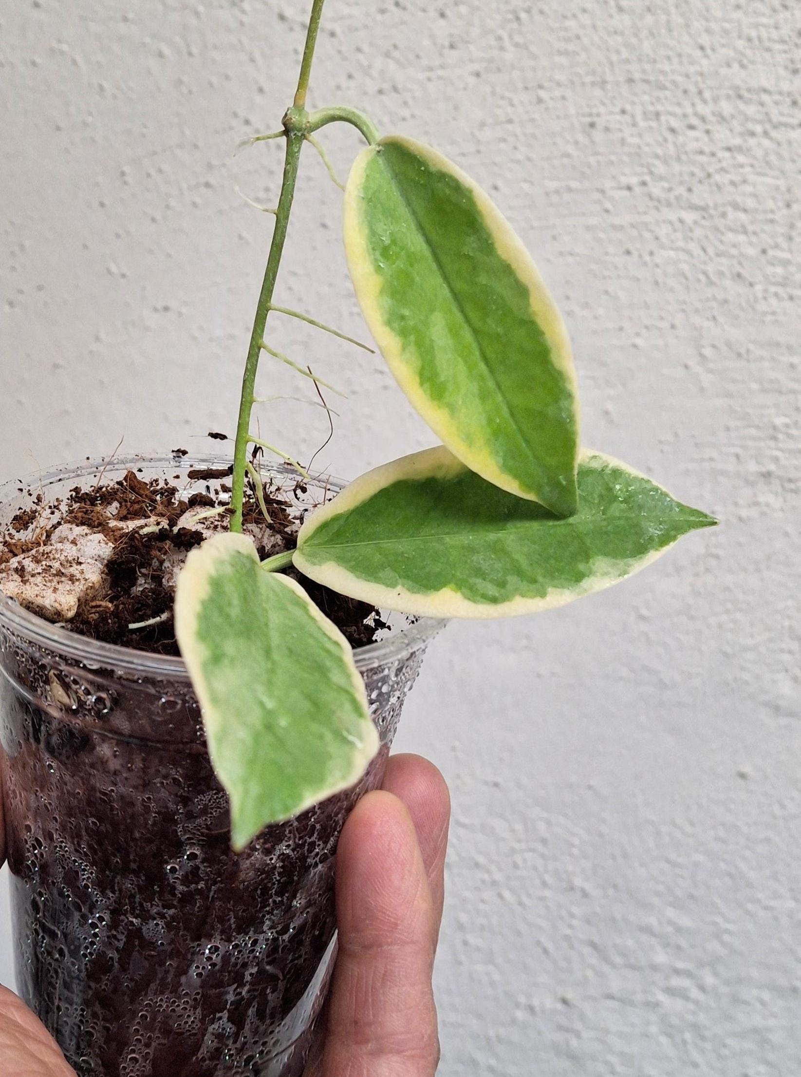 Hoya archboldiana variegata 約5~６cmカップ Hoya 'rainforest Beauty', Hoya Archboldiana Outer Variegated Plant