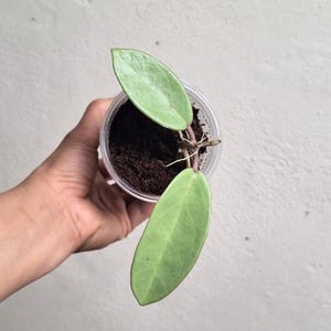 Hoya Silver Dollar - Etsy