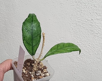 Hoya Limbang finlaysonii from Limbang fully rooted plant, Sunnyjenni Hoya, Rare uncommon large wavy splashy leaves Hoya wax plant