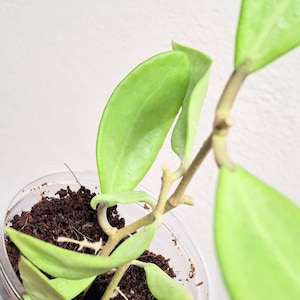 Hoya &#39;Silver Lady&#39; xiaojie-003 full silver small leaves Hoya plant, rare uncommon Hoya &#39;Silver Lady&#39; dy (xiaojie-003)