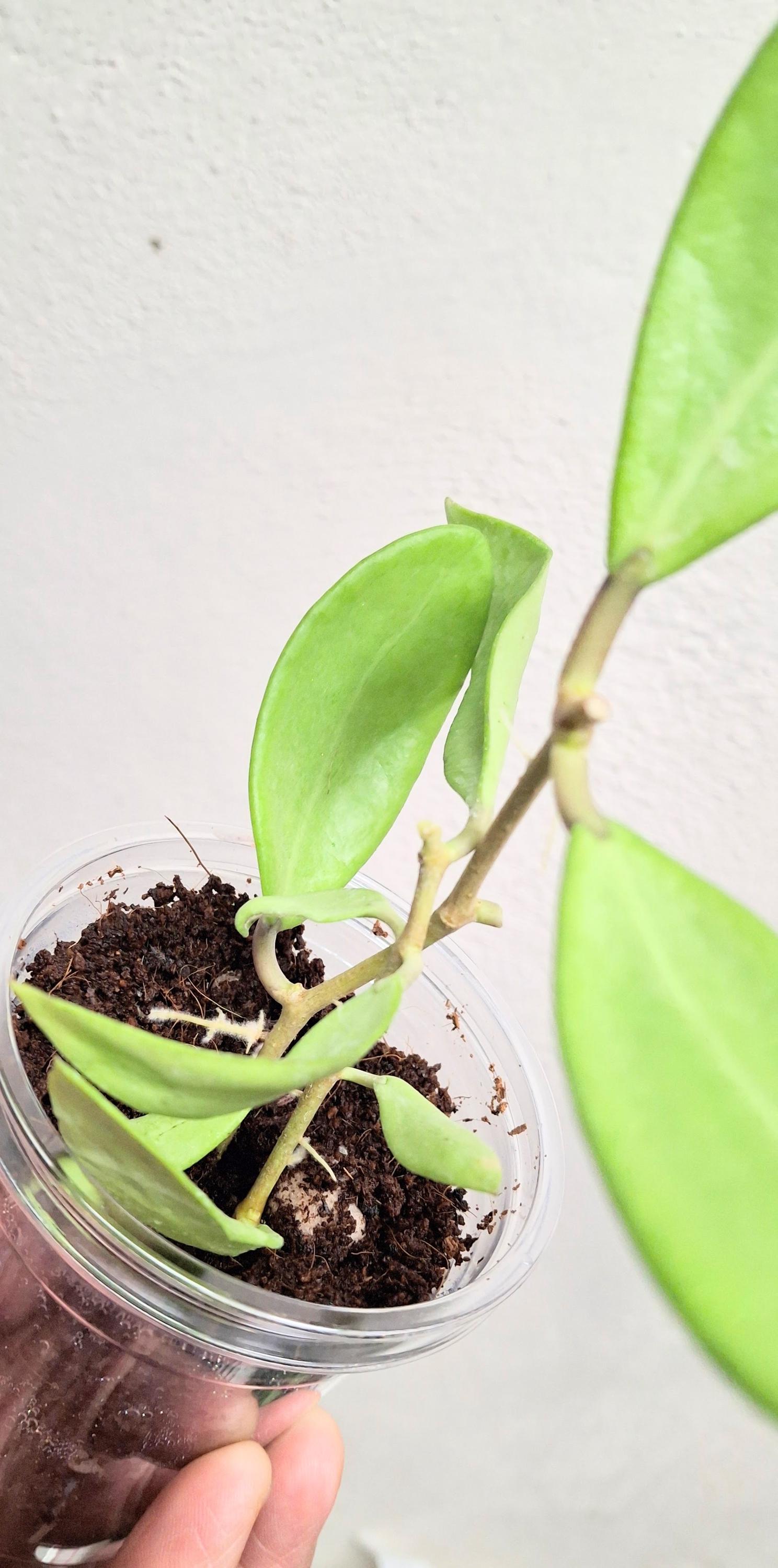 専用ですm(__)m ３点　　HOYA Hoya 'silver Lady' Xiaojie-003 Full Silver Small Leaves Hoya Plant