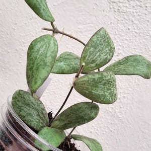 Hoya sigillatis AH001 sp. Borneo high splash, Rare uncommon Splash Hoya plant, Rare small leaf Hoya plant