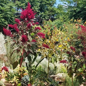 200 Giant Purple Amaranth seeds, Amaranthus hypochondriacus Giant Purple',Giant Purple Edible plant seeds afbeelding 5