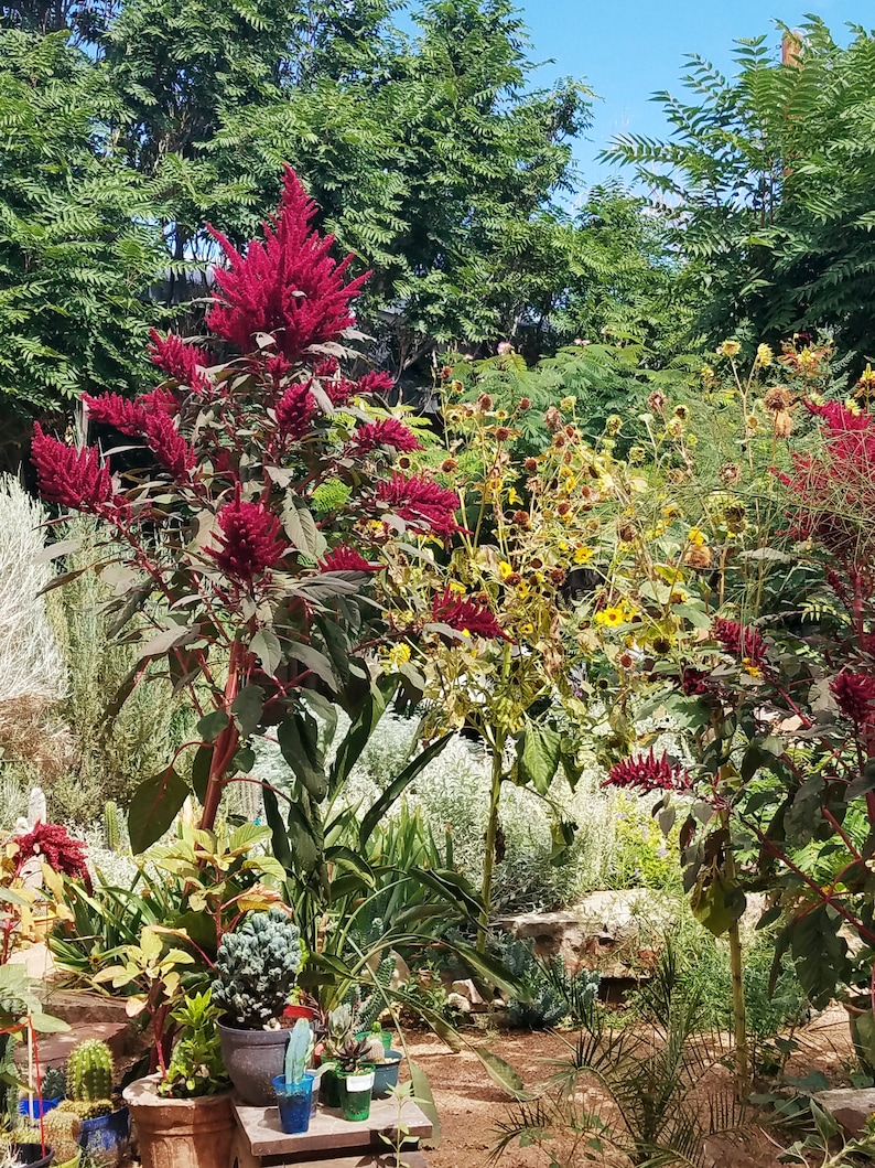 200 Giant Purple Amaranth seeds, Amaranthus hypochondriacus Giant Purple',Giant Purple Edible plant seeds afbeelding 5