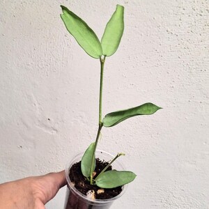 Hoya pandurata Tsiang Silver fully rooted plant, Rare uncommon full silver Hoya pandurata Tsiang Silver fully rooted plant