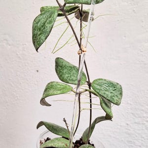 Hoya sigillatis AH001 sp. Borneo high splash, Rare uncommon Splash Hoya plant, Rare small leaf Hoya plant