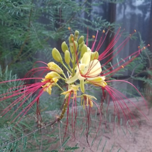 10+ SEEDS  Caesalpinia gilliesii, Cold hardy Yellow Desert Bird of Paradise bush shrub,Xeriscape Plant idea, Drought tolerant plant