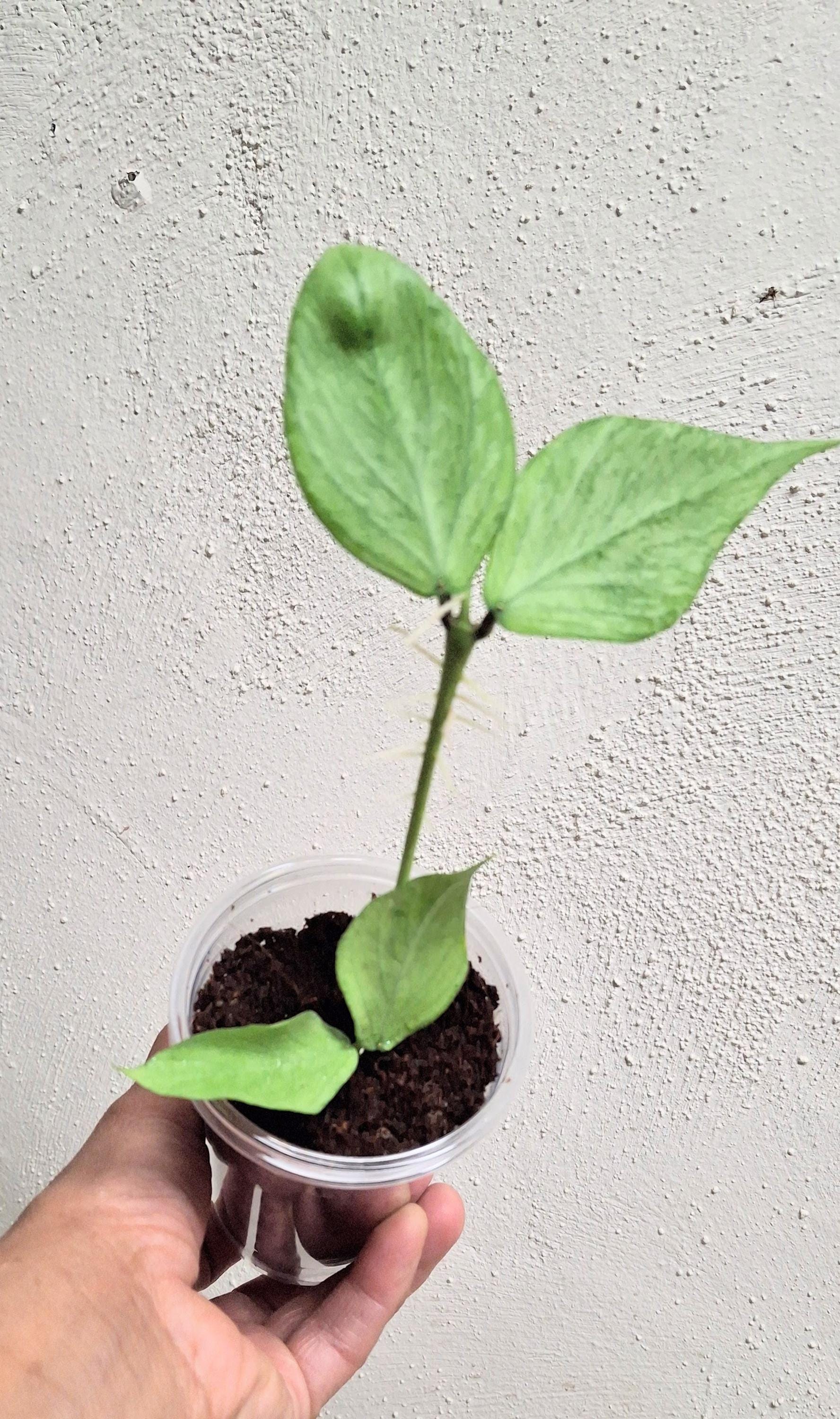 Hoya Polyneura Broget Hoya Polyneura Silver Fully Rooted Plant