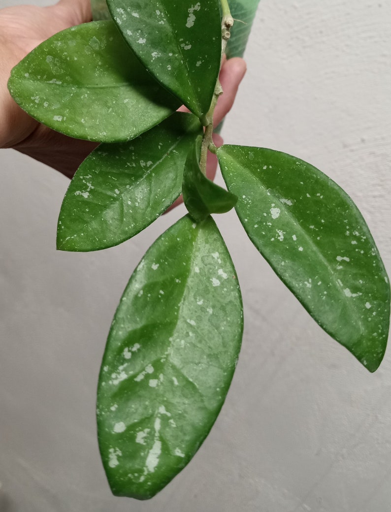 Hoya Dalton Henry Splashy Fully Rooted Large Plant in Etsy