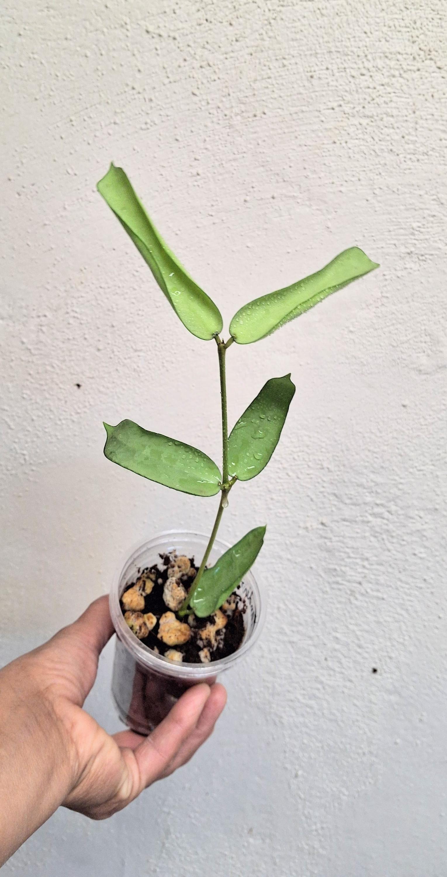 Hoya Pandurata Tsiang Silver Fully Rooted Large Plant, Rare
