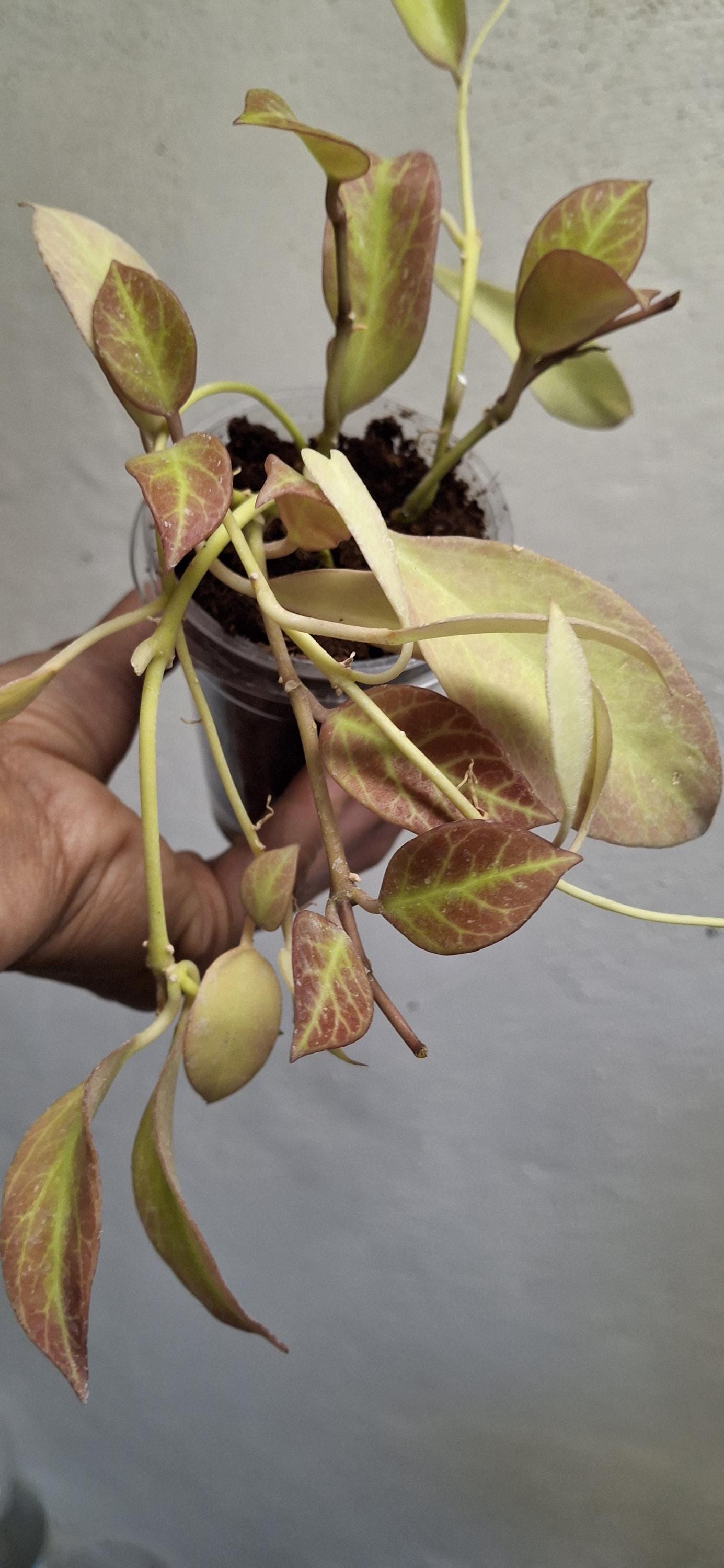 Hoya Cv. Sunrise Rooted Plant Sun Stressed, Sunnyjenni Hoya,rare Hoya ...