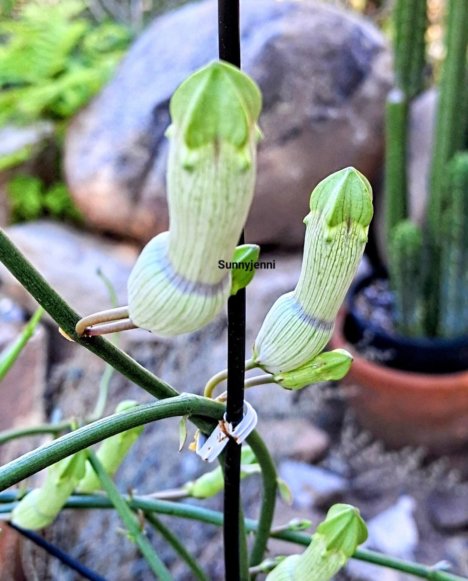 Condom plant Ceropegia ampliata large plant Bushman's pipe Rare Condom  plant Horny wonder vine plant larege flowering size