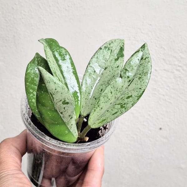 Hoya High Splash 'Wilbur Graves', planta completamente enraizada, casi plateada, Sunnyjenni Hoya, planta Hoya rara y poco común