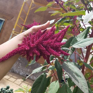 200 Giant Purple Amaranth seeds, Amaranthus hypochondriacus Giant Purple',Giant Purple Edible plant seeds afbeelding 2
