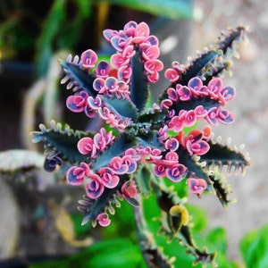 3"-11" tall Variegated rare Kalanchoe Pink Butterflies baby live plant, Pink Mother of Thousands Variegated plant, Sunnyjenni garden