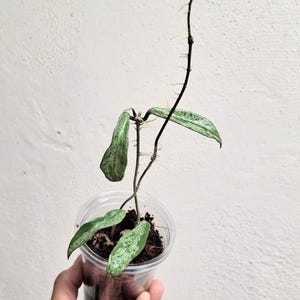 Hoya &#39;Minibell&#39; high splash actively growing fully rotted established plant, Sunnyjenni Hoya, Rare uncommon Hoya plant