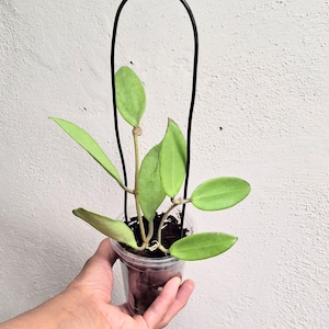 Hoya &#39;Silver Lady&#39; xiaojie-003 full silver small leaves Hoya plant, rare uncommon Hoya &#39;Silver Lady&#39; dy (xiaojie-003)