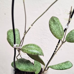 Hoya sigillatis AH001 sp. Borneo high splash, Rare uncommon Splash Hoya plant, Rare small leaf Hoya plant