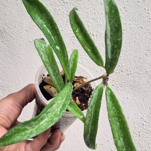 Hoya &#39;Minibell&#39; high splash actively growing fully rotted established plant, Sunnyjenni Hoya, Rare uncommon Hoya plant