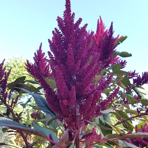 May include: A close-up of a vibrant purple amaranth plant with a hand reaching towards the flowers. The plant has tall, feathery plumes of flowers and green leaves.