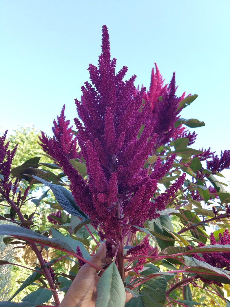 200 Giant Purple Amaranth seeds, Amaranthus hypochondriacus Giant Purple',Giant Purple Edible plant seeds afbeelding 1