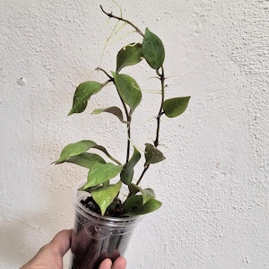 Hoya cv. Sunrise full plant, Sunnyjenni Hoya,Rare Hoya plants, Rare uncommon red leaves when sun stressed Hoya plant
