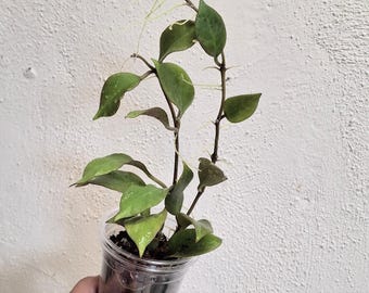 Hoya cv. Sunrise full plant, Sunnyjenni Hoya,Rare Hoya plants, Rare uncommon red leaves when sun stressed Hoya plant