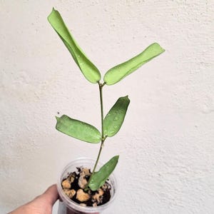 Hoya pandurata Tsiang Silver fully rooted large plant, Rare uncommon full silver Hoya pandurata Tsiang Silver fully rooted plant