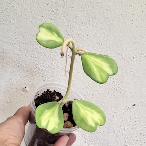 Hoya kerrii inner variegated established plant,Reverse variegated Hoya kerrii  rare sweetheart plant,Lucky Heart rare  Valentine&#39;s Hoya