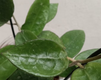 Hoya verticillata black margin, Hoya parasitica black margin, Rare uncommon Hoya plant, Rare small leaf Hoya plant