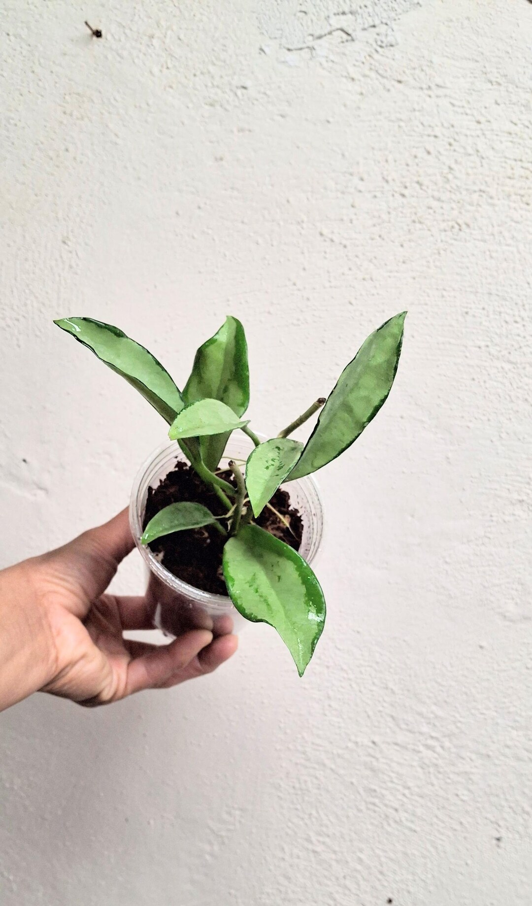 Hoya AH-074 Silver High Splash Fully Rooted Plant, Rare Full