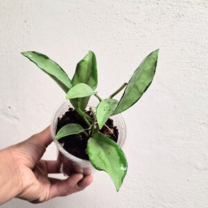 Hoya AH-074 Silver high splash fully rooted plant, Rare full silver Hoya carnosa AH 074 silver