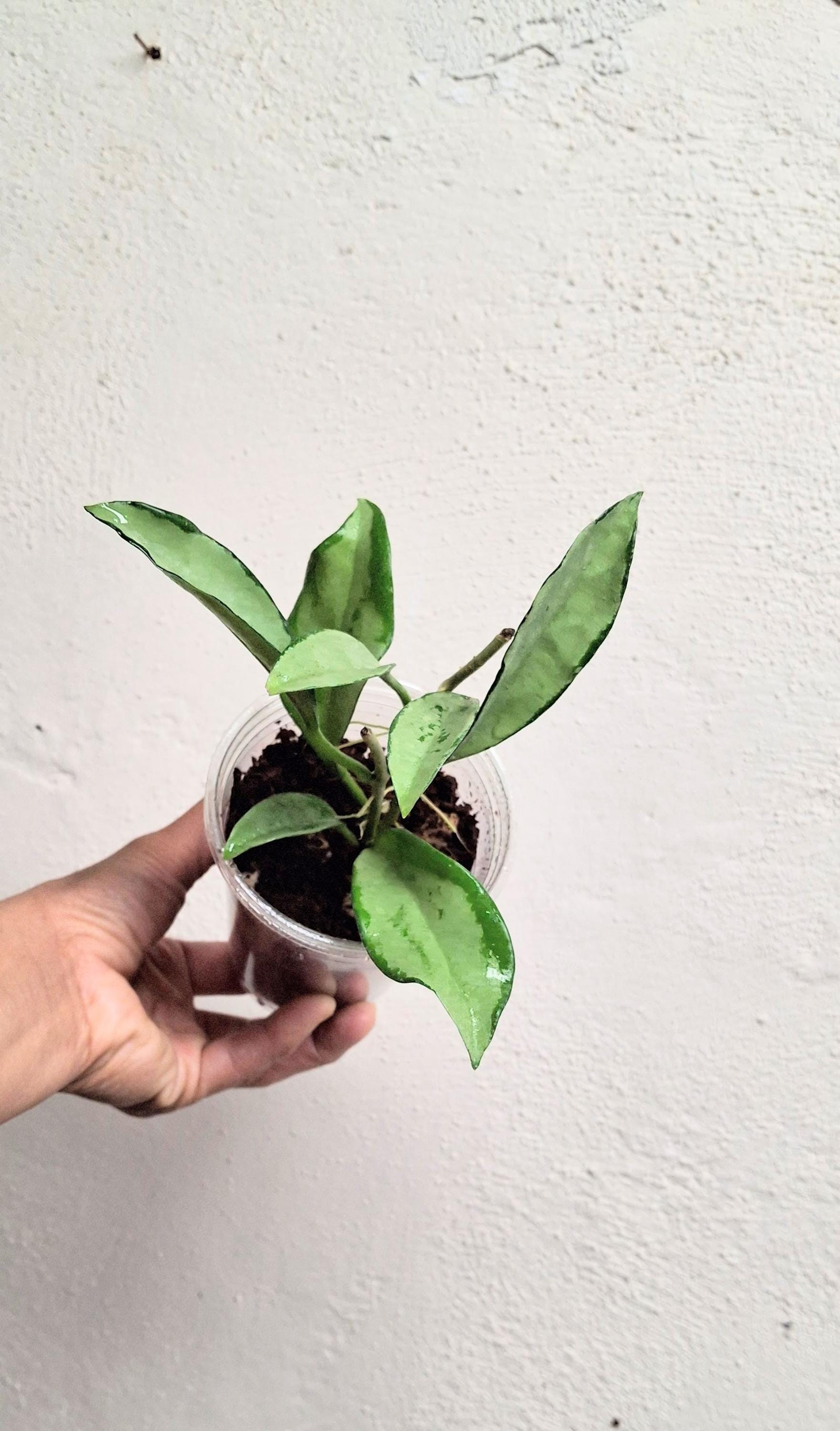Hoya Ah 074 - Etsy