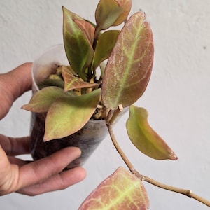 Hoya cv. Sunrise full plant, Sunnyjenni Hoya,Rare Hoya plants, Rare uncommon red leaves when sun stressed Hoya plant