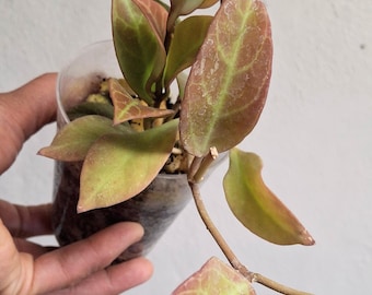 Hoya cv. Sunrise full plant, Sunnyjenni Hoya,Rare Hoya plants, Rare uncommon red leaves when sun stressed Hoya plant