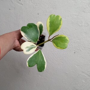 Hoya kerrii outer variegation,Variegated Hoya kerrii albomarginata rare sweetheart plant,Lucky Heart rare Hoya Valentine's Hoya plant