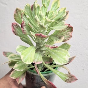 Monadenium Variegated - Etsy