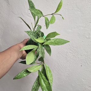 Hoya Pubicalyx high splash Pink Silver established plant in a 3.5&quot; pot super splash,Hoya live fully rooted plants, Sunnyjenni